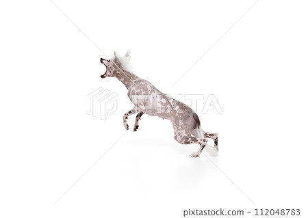 Dynamic image of playful purebred Chinese crested dog in motion, running isolated on white studio background 112048783