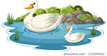 Serene Swans on a Peaceful Pond 112048820