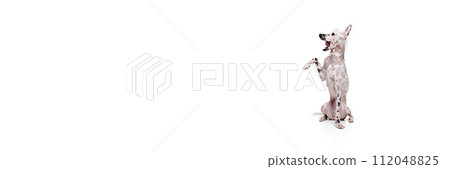 Adorable, funny purebred Chinese crested dog sitting with raised paw isolated on white studio background Adorable, funny purebred Chinese crested dog sitting with raised paw isolated on white studio background 112048825