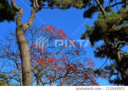 Japanese matsu pine trees against a blue sky in Tokyo's Hamarikyu Japanese garden in Japan 112048951