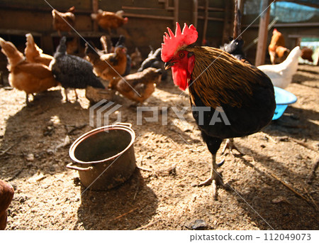 雞在放養雞舍裡行走 112049073