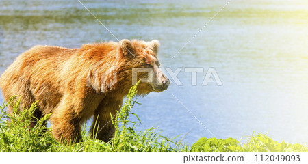 Brown Kamchatka bear on the shore of the Kuril Lake on sunlight Brown Kamchatka bear on the shore of the Kuril Lake on sunlight 112049093