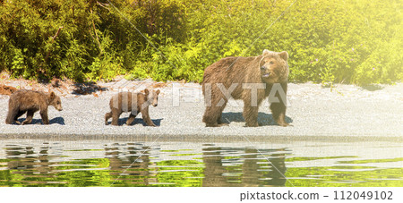 Bear with cubs on the lake with reflection on sunlight with copy space 112049102