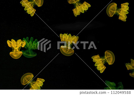 Shooting macro Lychnorhiza lucerna underwater Shooting macro Lychnorhiza lucerna underwater 112049588