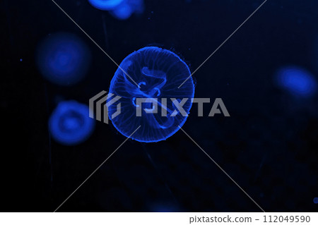 Shooting macro Jellyfish Aurelia Aurita underwater 112049590