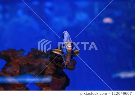 Underwater shot of fish Pomacanthus semicirculatus 112049607
