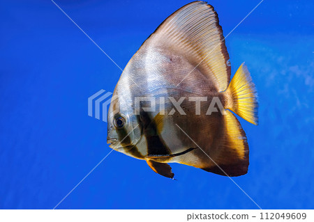 Underwater shot of fish Platax orbicularis Underwater shot of fish Platax orbicularis 112049609