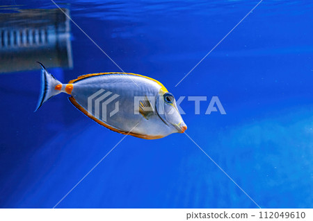 Underwater shot of fish Acanthurus mata Underwater shot of fish Acanthurus mata 112049610