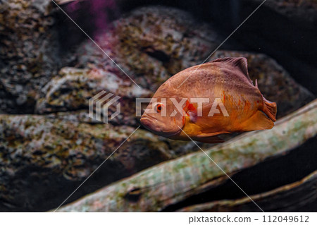 Underwater photography of Oscar fish (fish) Underwater photography of Oscar fish (fish) 112049612