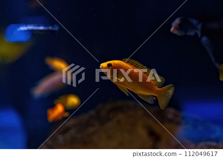 Underwater shot of fish Cichlidae 112049617