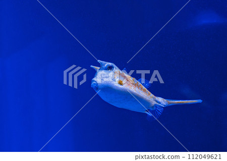 Underwater shot of fish Lactoria cornuta 112049621