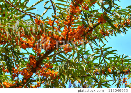 Ripe healthy orange sea buckthorn berries on a tree branch 112049953