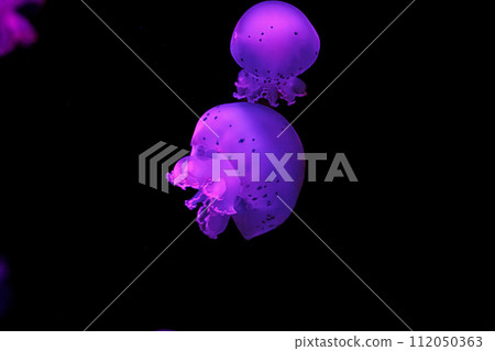 underwater shooting of beautiful cannonball jellyfish underwater shooting of beautiful cannonball jellyfish 112050363