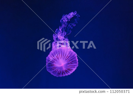 underwater shooting of beautiful Chrysaora hysoscella underwater shooting of beautiful Chrysaora hysoscella 112050371