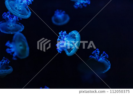 underwater shooting of beautiful Cotylorhiza tuberculata underwater shooting of beautiful Cotylorhiza tuberculata 112050375