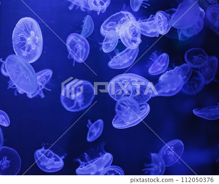 underwater shooting of beautiful Aurelia aurita underwater shooting of beautiful Aurelia aurita 112050376