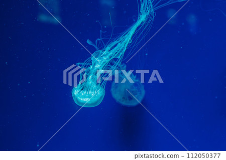 underwater shot of beautiful Chrysaora quinquecirha 112050377