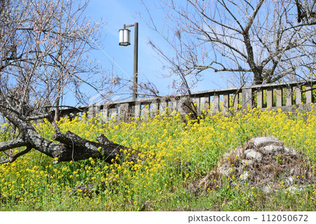 閃閃發光的油菜花和梅花 閃閃發光的油菜花和梅花 112050672