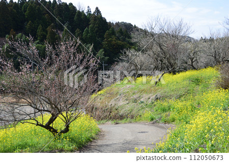 閃閃發光的油菜花和梅花 112050673