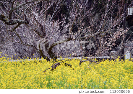 閃閃發光的油菜花和梅花 112050696