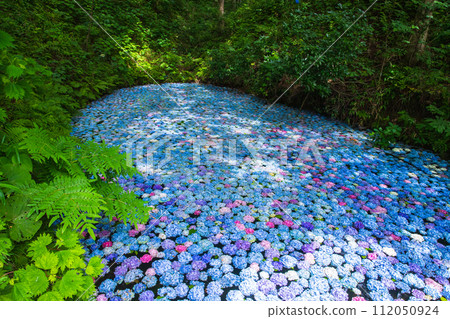 陸奧繡球花園的繡球池 112050924