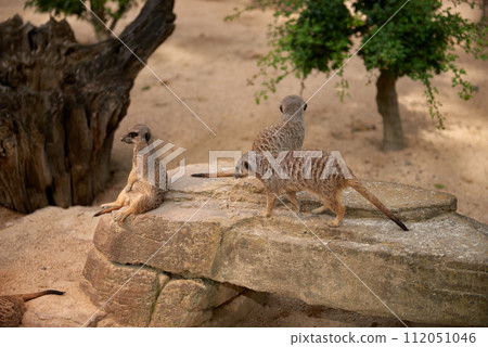 Wild Meerkats: Untamed Wonders of Nature. Savanna Tales: Adventures with Free-Spirited Meerkats. Desert Watchers: Meerkats in Their Natural Wilderness. African Odyssey: The Life and Times of Wild Wild Meerkats: Untamed Wonders of Nature. Savanna Tales: Adventures with Free-Spirited Meerkats. Desert Watchers: Meerkats in Their Natural Wilderness. African Odyssey: The Life and Times of Wild 112051046