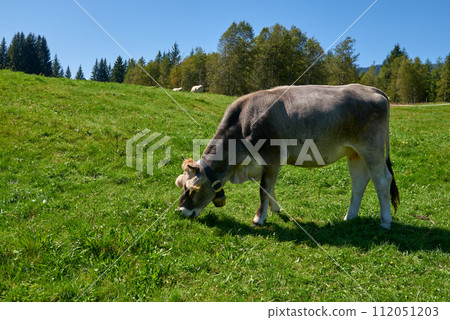 Idyllic beauty of alpine nature, with a cow grazing on the lush mountain meadows, surrounded by the majestic peaks of the Alps. The pristine blue sky, the verdant pastures on the mountain slopes, and 112051203