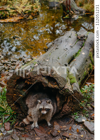 Gorgeous raccoon cute peeks out of a hollow in the bark of a large tree. Raccoon (Procyon lotor) also known as North American raccoon sitting hidden in old hollow trunk. Wildlife scene. Habitat North 112051231