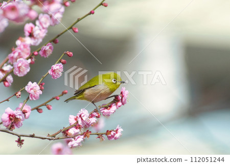 Plum blossom and white-eye Plum blossom and white-eye 112051244