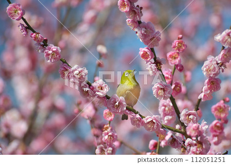 梅花和白眼 梅花和白眼 112051251