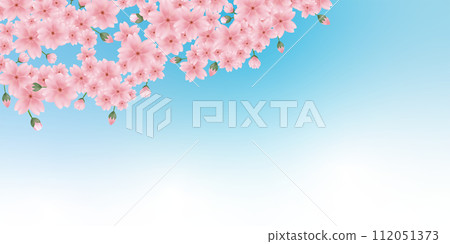 Pink cherry blossom background illustration spring background 112051373