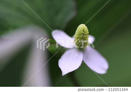 綠色的白色 dokudami 花 112051384