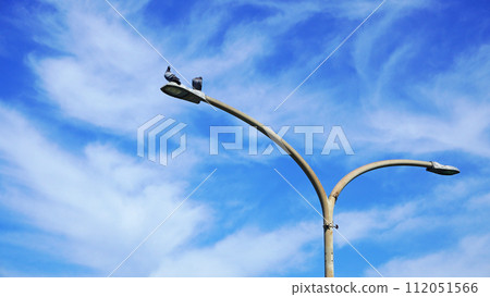 Pigeon perched on a road light 112051566