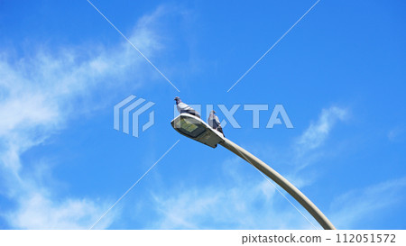 Pigeon perched on a road light 112051572