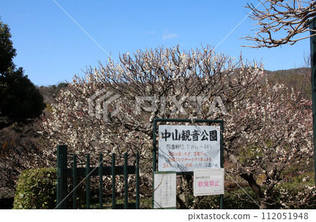 中山觀音公園的梅林 中山觀音公園的梅林 112051948