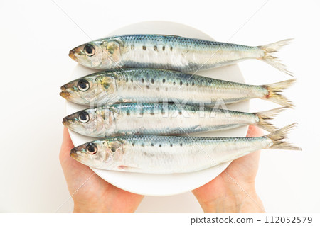 沙丁魚 112052579