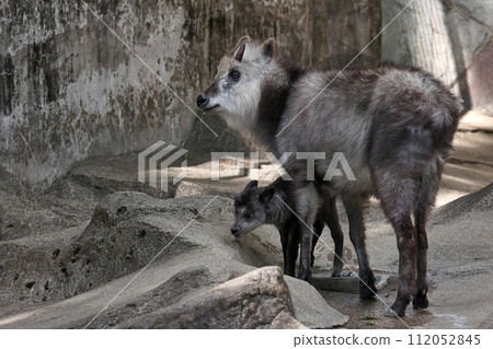 A family of antelope nestling together A family of antelope nestling together 112052845