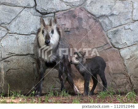 A family of antelope standing side by side 112052846