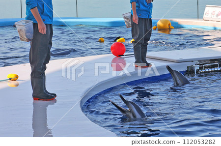 海豚 海豚 112053282