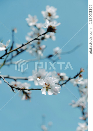 branch of almond tree in full bloom branch of almond tree in full bloom 112053393