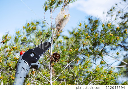 cutting a pine branch with a pine processionary tent 112053394