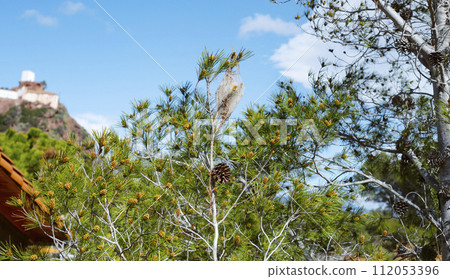 pine tree with a pine processionary tent pine tree with a pine processionary tent 112053396
