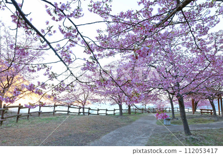 河津櫻花 112053417