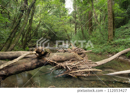 A river flowing between fallen trees and a green forest 112053427