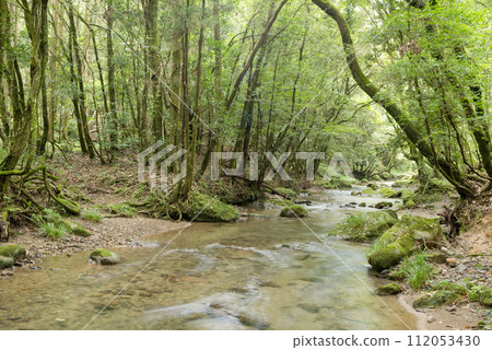 A shallow river flowing with a green forest in the background 112053430