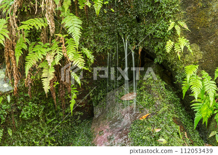 Water falling between green moss and ferns Water falling between green moss and ferns 112053439