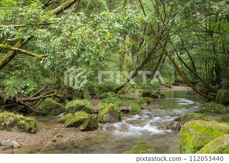 A river flowing through the evergreen trees and forest A river flowing through the evergreen trees and forest 112053440
