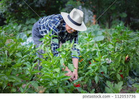 Man farmer harvesting peppers in garden. Man farmer harvesting peppers in garden. 112053736