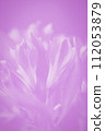 Alstroemeria flowers soft violet lavender color floral background 112053879