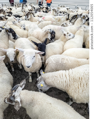 Sheep being gathered in sheepfold at Narin Strand 112054005
